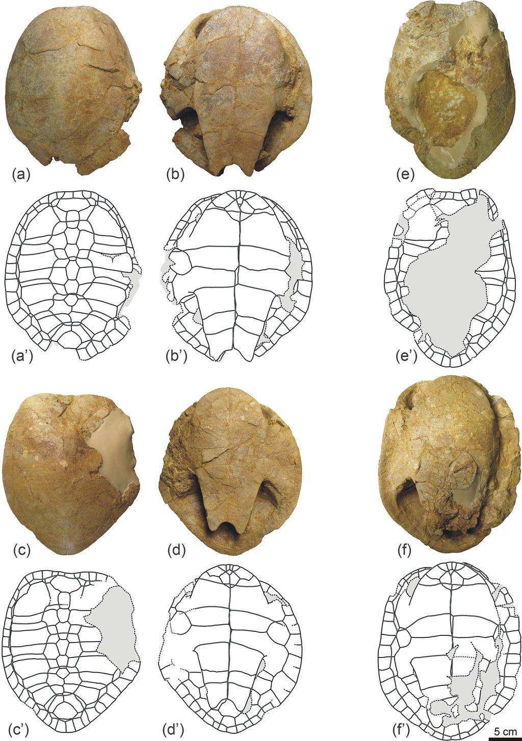 A. Pérez-García: New information on the Cenomanian bothremydid turtle Algorachelus 123 Figure 3.