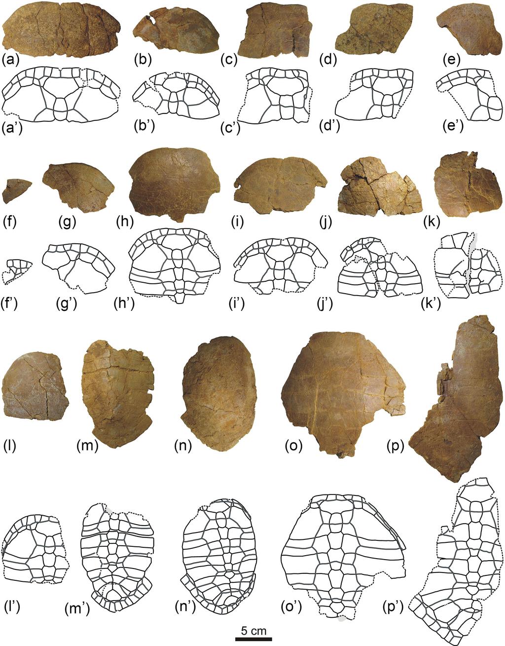 A. Pérez-García: New information on the Cenomanian bothremydid turtle Algorachelus 125 Figure 5.