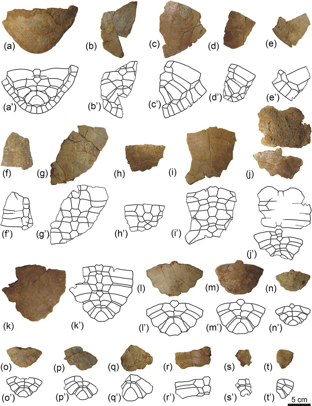 126 A. Pérez-García: New information on the Cenomanian bothremydid turtle Algorachelus Figure 6.
