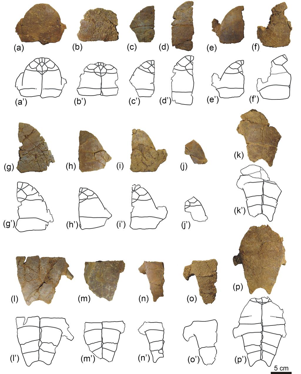 A. Pérez-García: New information on the Cenomanian bothremydid turtle Algorachelus 127 Figure 7.