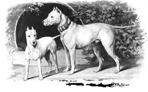 BT HISTORY Referred to as Bull Terriers, Bullies, or EBT's, Bull Terriers were originally bred as a gentleman's sporting companion when the blood sport of dog fighting was still legal.