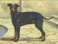 In the early 1850, James Hinks, of Birmingham, England, first standardized the breed by selectively breeding the old type