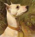symmetrical body and get rid of the bowed legs, The result was an all white Bull Terrier with a cleaner outline, tight