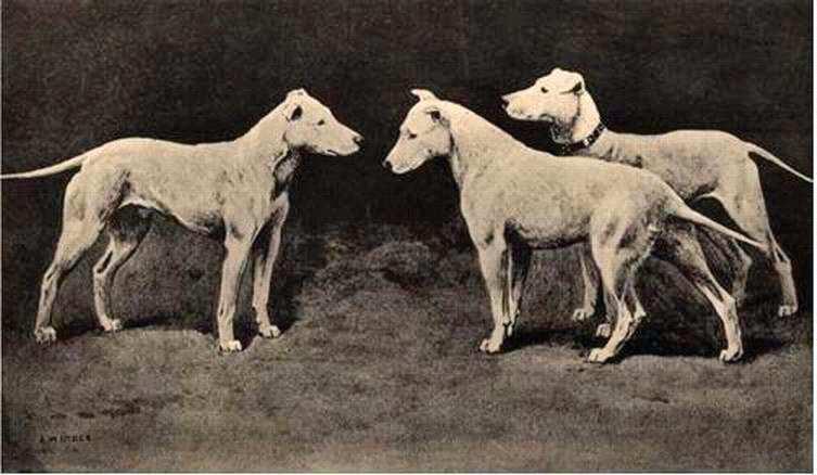 Bull terrier 1804: Manchester terrier: Whiite english Terrier: For his entire life James Hinks only bred white dogs, which