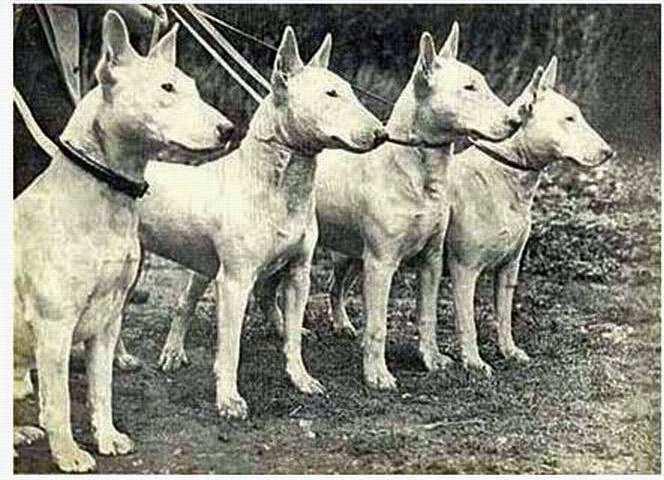 Bull Terriers were bred 'for gentlemen, by gentlemen in an era that valued fair play and scorned liars and deceivers in any game'.
