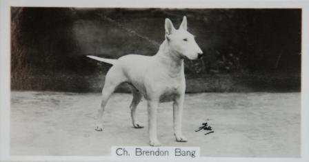 Which other breeds were further crossed along the generations to obtain the modern Bull Terrier with the unique egg-shaped head is still