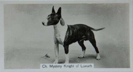 In the 1850s and 1860s, fanciers of these dogs thought that an all white Bull Terrier would be fashionable.