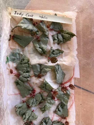 A pair of scissors washed and sterilized Fresh cut rhizomatous and/or Rex begonia leaves washed and patted dry then placed in a zip-loc bag labeled with the plants name.