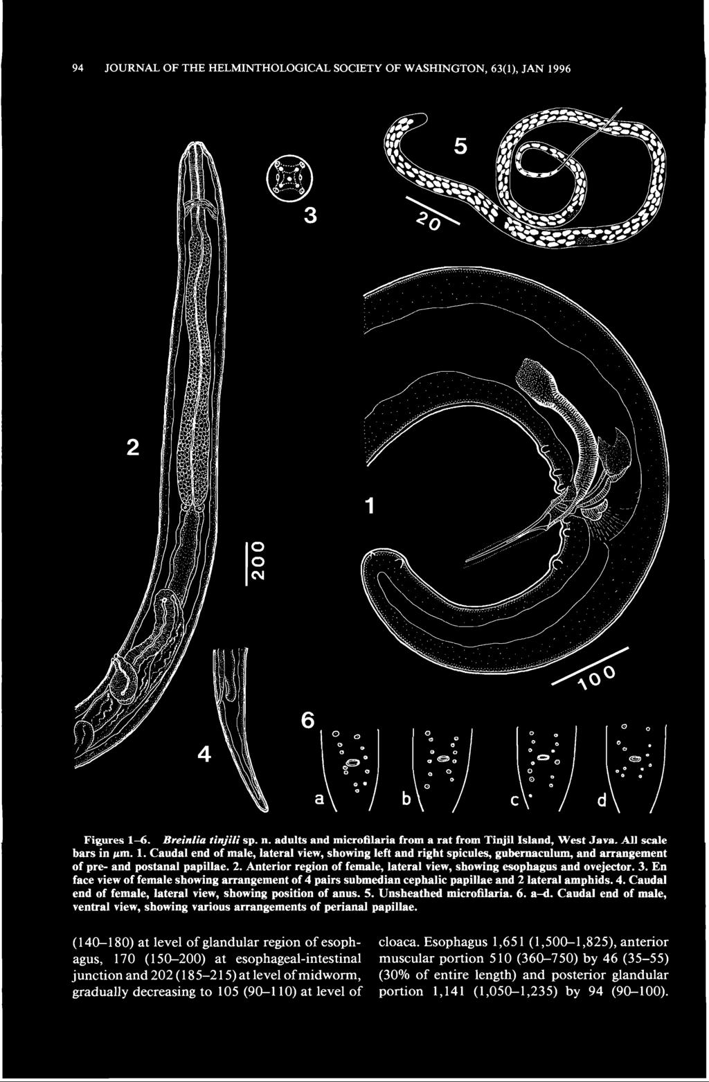 94 JOURNAL OF THE HELMINTHOLOGICAL SOCIETY OF WASHINGTON, 3(1), JAN 199 Figures 1. Breinlia tin/ill sp. n. adults and microfilaria from a rat from Tinjil Island, West Java. All scale bars in pm. 1. Caudal end of male, lateral view, showing left and right spicules, gubernaculum, and arrangement of pre- and postanal papillae.