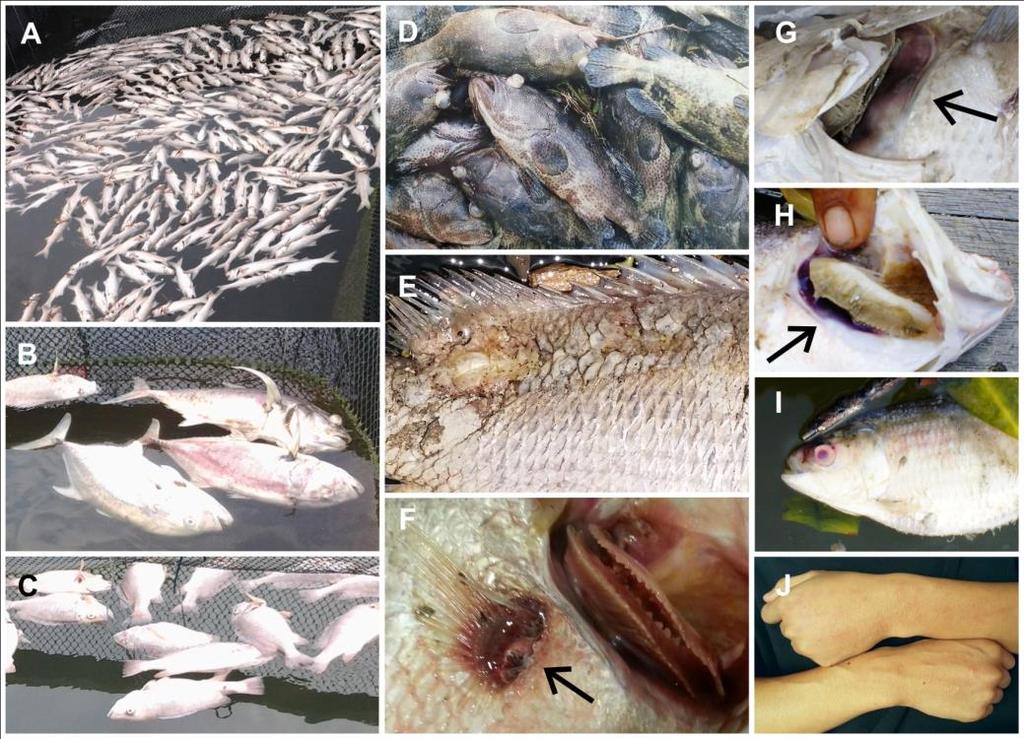Fish Necropsy protruding eyes/reddening of the iris, discolored and skin sloughing, damaged