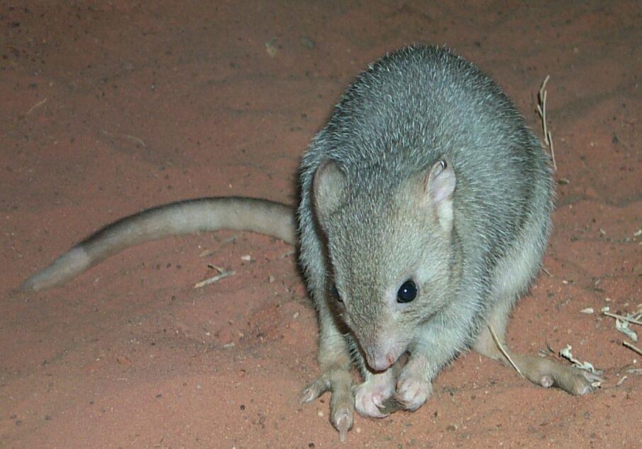 A Roxby-born Burrowing Bettong released into the Northern Expansion during 2002 Greater Bilby 9 (5F,4M) Greater Bilbies from the Monarto Breeding Facility were released into the main 14 square km