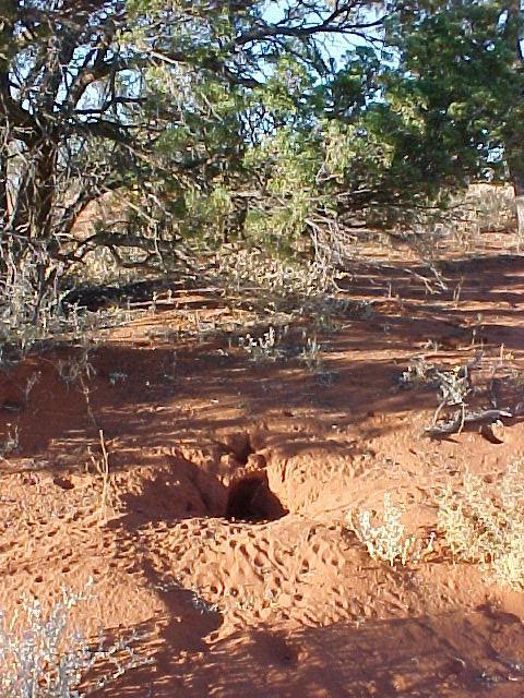 previously bilby-free area. No bilbies have been captured in the first expansion since release but juvenile tracks have been recorded.