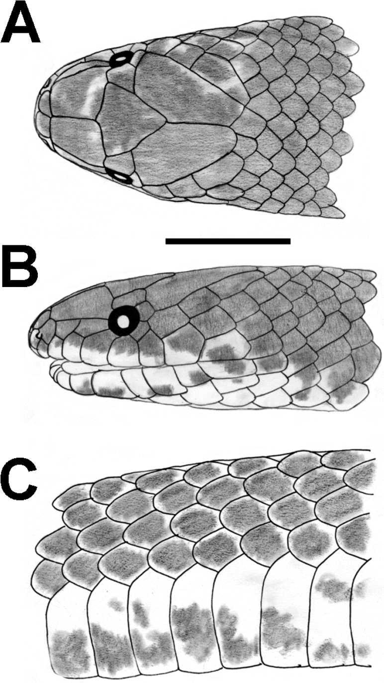 160 HERPETOLOGICAL MONOGRAPHS [No. 24 FIG. 10. Dorsal (A) and ventral (B) views of the neotype of Atractus melanogaster (ICN 10030). FIG. 9.
