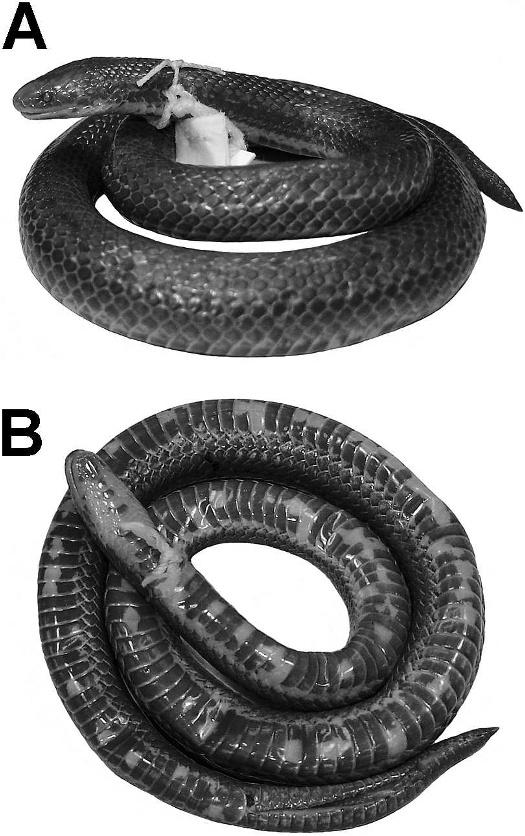 2010] HERPETOLOGICAL MONOGRAPHS 161 FIG. 12. General view in life of Atractus melanogaster from department of Tolima, Colombia. Photograph by J. C. Arredondo. FIG. 11.