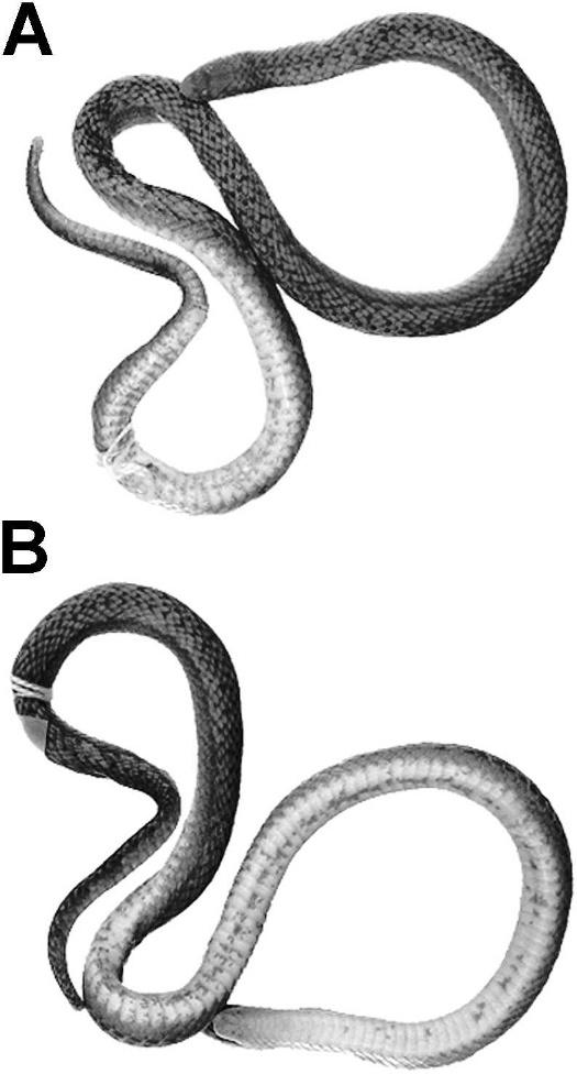 164 HERPETOLOGICAL MONOGRAPHS [No. 24 FIG. 14. Dorsal (A) and ventral (B) views of the paralectotype of Atractus obtusirostris (FMNH 22347). 04u 269 N, 75u 149 W, ca.