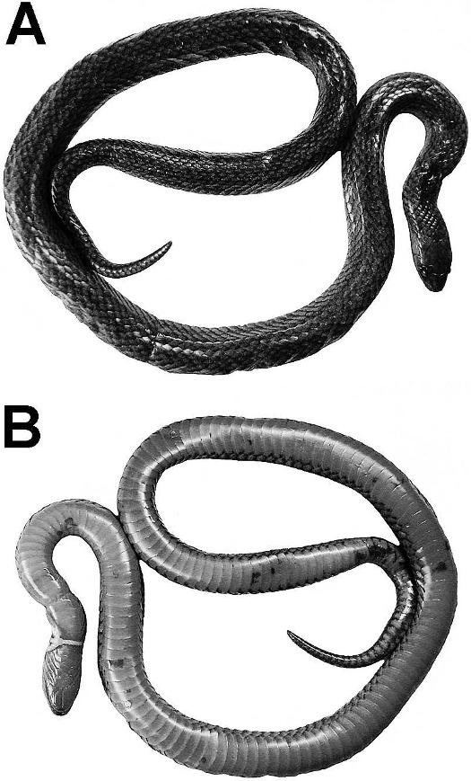 2010] HERPETOLOGICAL MONOGRAPHS 167 FIG. 16. Dorsal (A) and ventral (B) views of the Atractus werneri (IAvH 861) from San Francisco, department of Cundinamarca, Colombia.