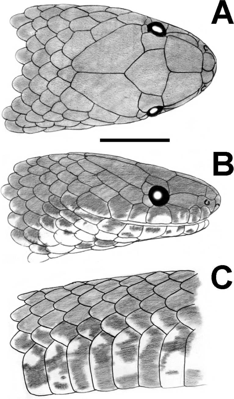 2010] HERPETOLOGICAL MONOGRAPHS 151 FIG. 1. Dorsal (A) and lateral (B) views of the head, and lateral view of the body of the holotype of Atractus apophis sp. nov. (ICN 10822). Scale 5 5 mm.