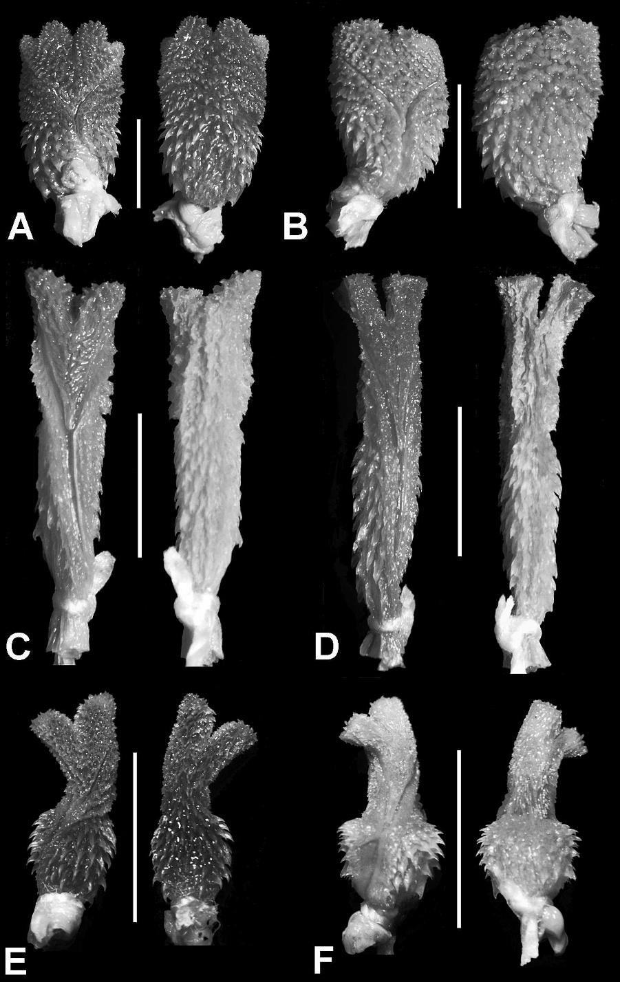 2010] HERPETOLOGICAL MONOGRAPHS 153 FIG. 3. Sulcate (left) and asulcate (right) views of the hemipenis of Atractus apophis sp. nov.