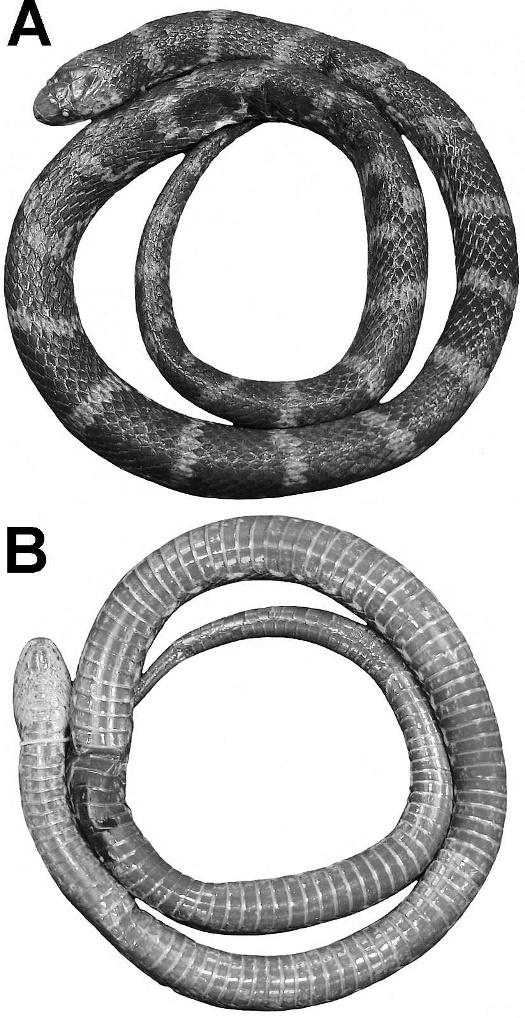 2010] HERPETOLOGICAL MONOGRAPHS 155 FIG. 6. Dorsal (A) and ventral (B) views of the paratype of Atractus atratus sp. nov. (IAvH 131).