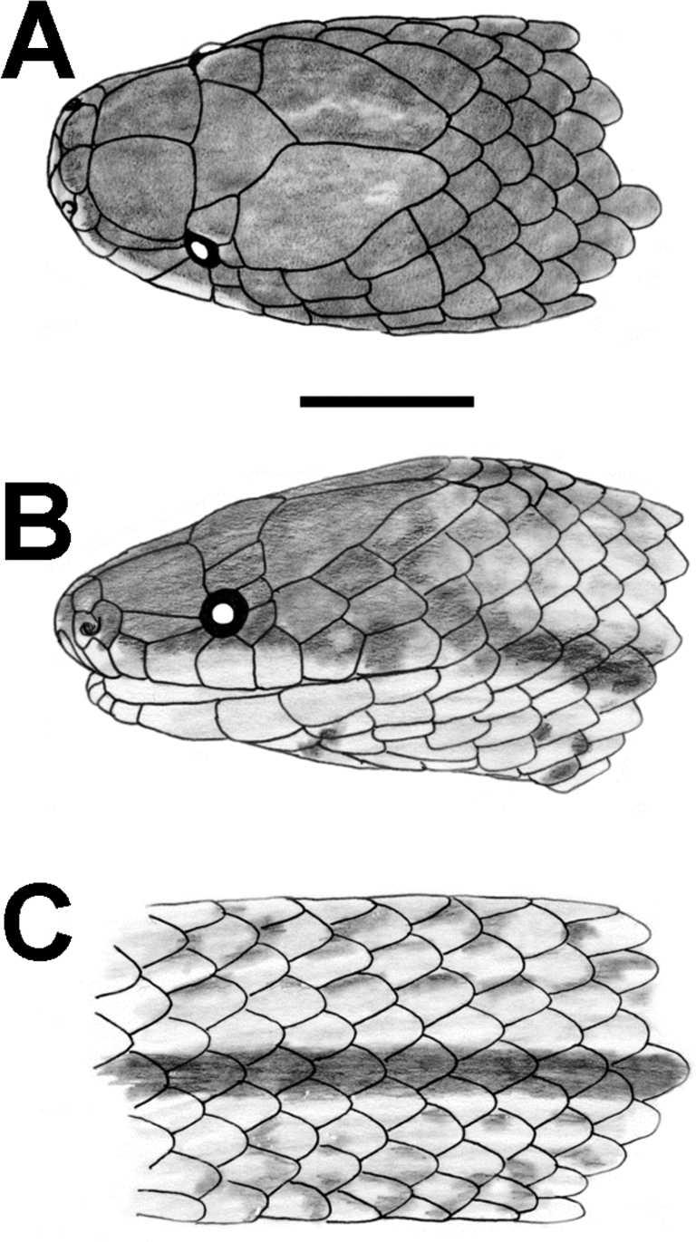 2010] HERPETOLOGICAL MONOGRAPHS 157 FIG. 7. Dorsal (A) and lateral (B) views of the head, and dorsal (C) and view of the body of the holotype of Atractus chthonius sp. nov. (ICN 5662). Scale 5 5 mm.