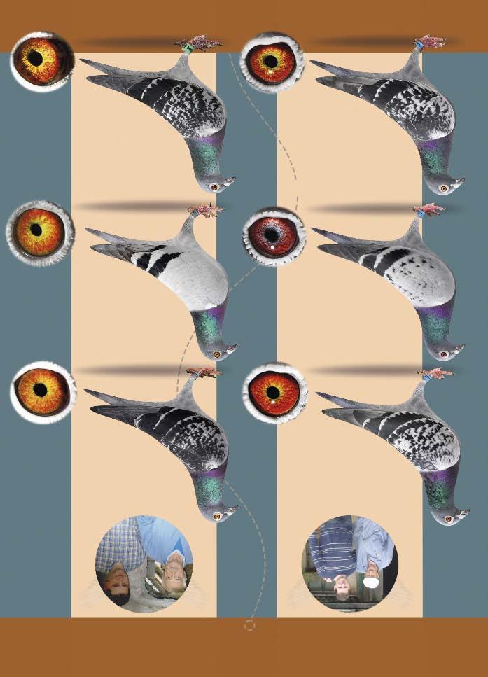 Lars Henriksen 2O Original Georges Carteus 2O Original Karel Boeckx Son DE 771 : 9 Nat. Ace pigeon Fond K.B.D.B. 1 European Ace pigeon PIPA 1 Prov. Pau G.son DE SUPER AS : 3 Nat. Ace pigeon Fond K.B.D.B. 1 C.