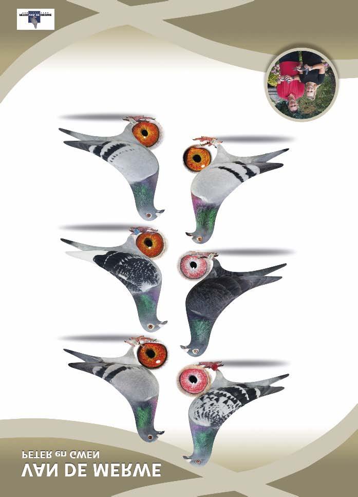 1 NPO Pont St.Maxence 15.270 p. 1 Nat. Ace pigeon youngbirds Pipa ranking 2015 6 prizes 4 Ace pigeon WHZB 2015 1 Duffel 1.064 p. 1 Troyes 251 p. 2 Duffel 2.355 p. 12 Asse Zellik 1.306 p. 13 Pont St.