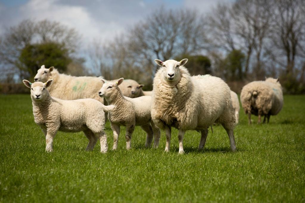 Crossbred Ewe Catalogue Crossbred Ewe Catalogue Aberfield and Highlander Producer Directory Aberfield and Highlander Producer Directory The breeder directory will be available to customers looking