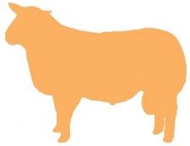 CARCASE TRAITS In the Carcase Index most emphasis is placed on EBVs for lamb growth and muscle in the carcase.