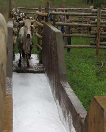 Figure 1: Cattle dipping at a plunge dip tank There are five strategies that can be used for application of acaricide.