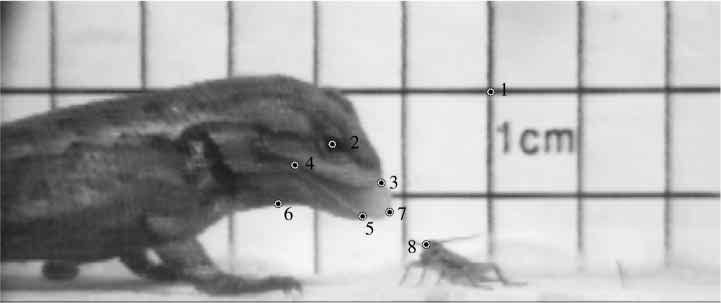 Tongue protrusion in iguanian lizards 2835 length 5.3 6.3 cm) in this study were collected in Coconino Co., Arizona, USA, between 1996 and 1998 (Arizona Game and Fish permit no. SP839083).