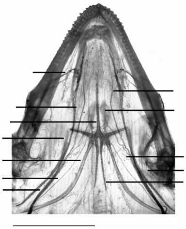Tongue protrusion in iguanian lizards 2837 A V CH CBI IX XII ggm EP hg v mhii mhi CBII B C Fig. 2. Ventral view of a cleared and stained lower jaw of Sceloporus undulatus.
