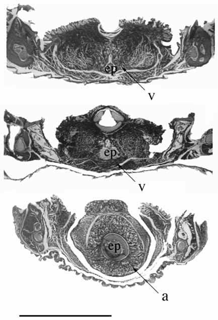 v, ramus verticalis; mhi, ramus mandibulohyoideus I; mhii, ramus mandibulohyoideus II; V, trigeminal nerve. Scale bar, 5 mm.