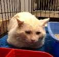 surgery to fix JACK & SPOOKY A pair of bonded 8-yr-old cats that had to be