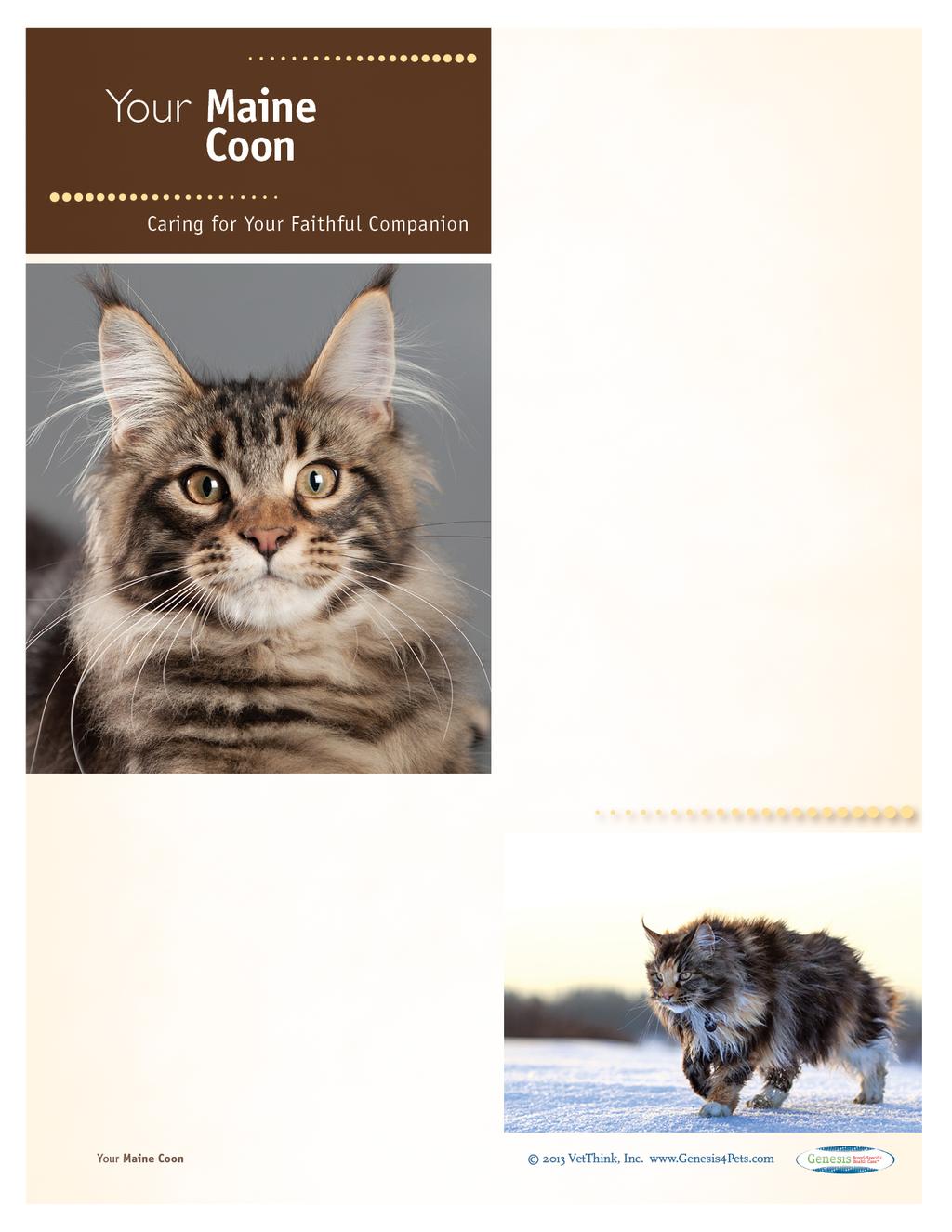 Maine Coons: What a Unique Breed! Your cat is special! She senses your moods, is curious about your day, and has purred her way into your heart.