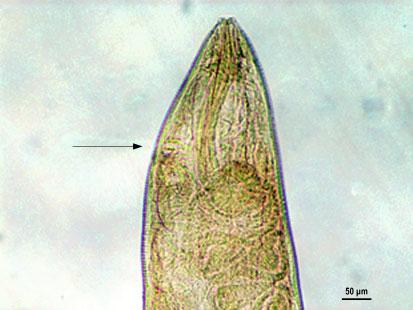Fig.1. Spauligodon aloisei female anterior (prebulbar vulva) 10. Fig.2. Spauligodon aloisei female posterior 10. Table 1.