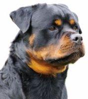 Breed Standard Explained Originating in Germany, since Roman times, the Rottweiler is an above-average sized, very agile, black and tan dog.