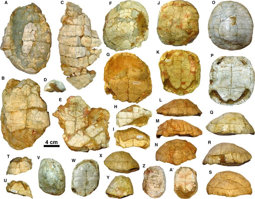 A REVISED PHYLOGENY OF EXTINCT TESTUDO 321 Figure 4. New shell remains of Testudo (Chersine) catalaunica from Abocador de Can Mata. (A, B) partial shell IPS30074 in dorsal (A) and ventral (B) views.