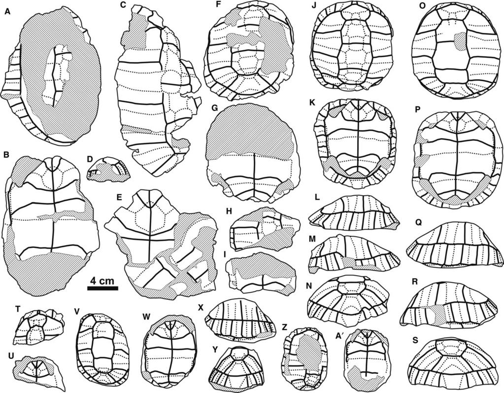 322 A. H. LUJ AN ET AL. Figure 5. Schematic drawings corresponding to the fossil remains depicted in Figure 4.