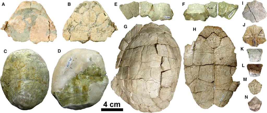 A REVISED PHYLOGENY OF EXTINCT TESTUDO 323 Figure 6. New fossil shell remains of Testudo (Chersine) catalaunica from Sant Quirze (SQ) and Castell de Barbera (CB).