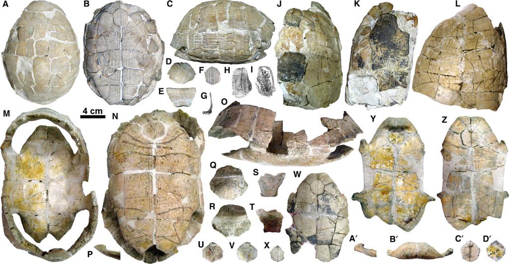 A REVISED PHYLOGENY OF EXTINCT TESTUDO 319 Figure 2. Previously published shell and postcranial remains of Testudo (Chersine) catalaunica from Sant Quirze.