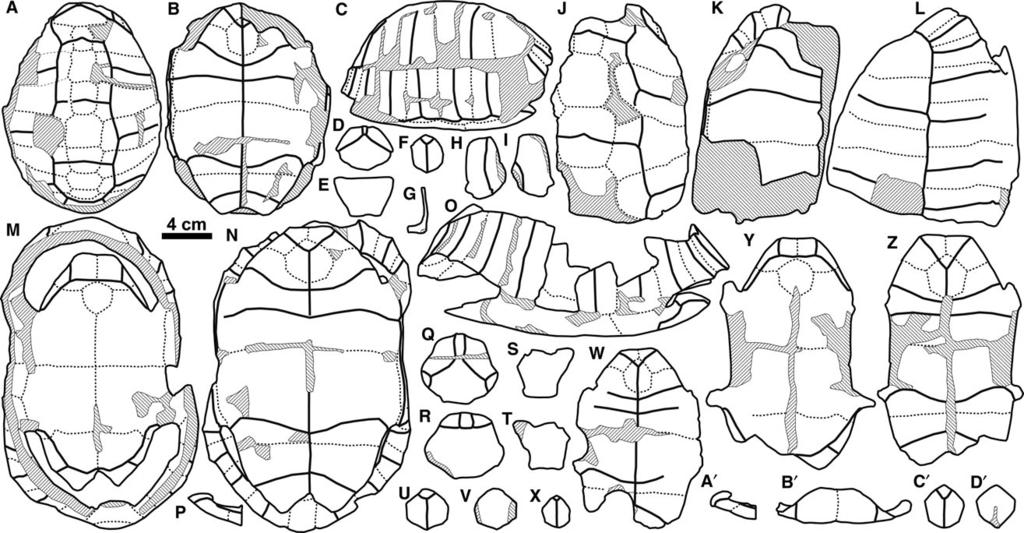 320 A. H. LUJ AN ET AL. Figure 3. Schematic drawings corresponding to the fossil remains depicted in Figure 2.