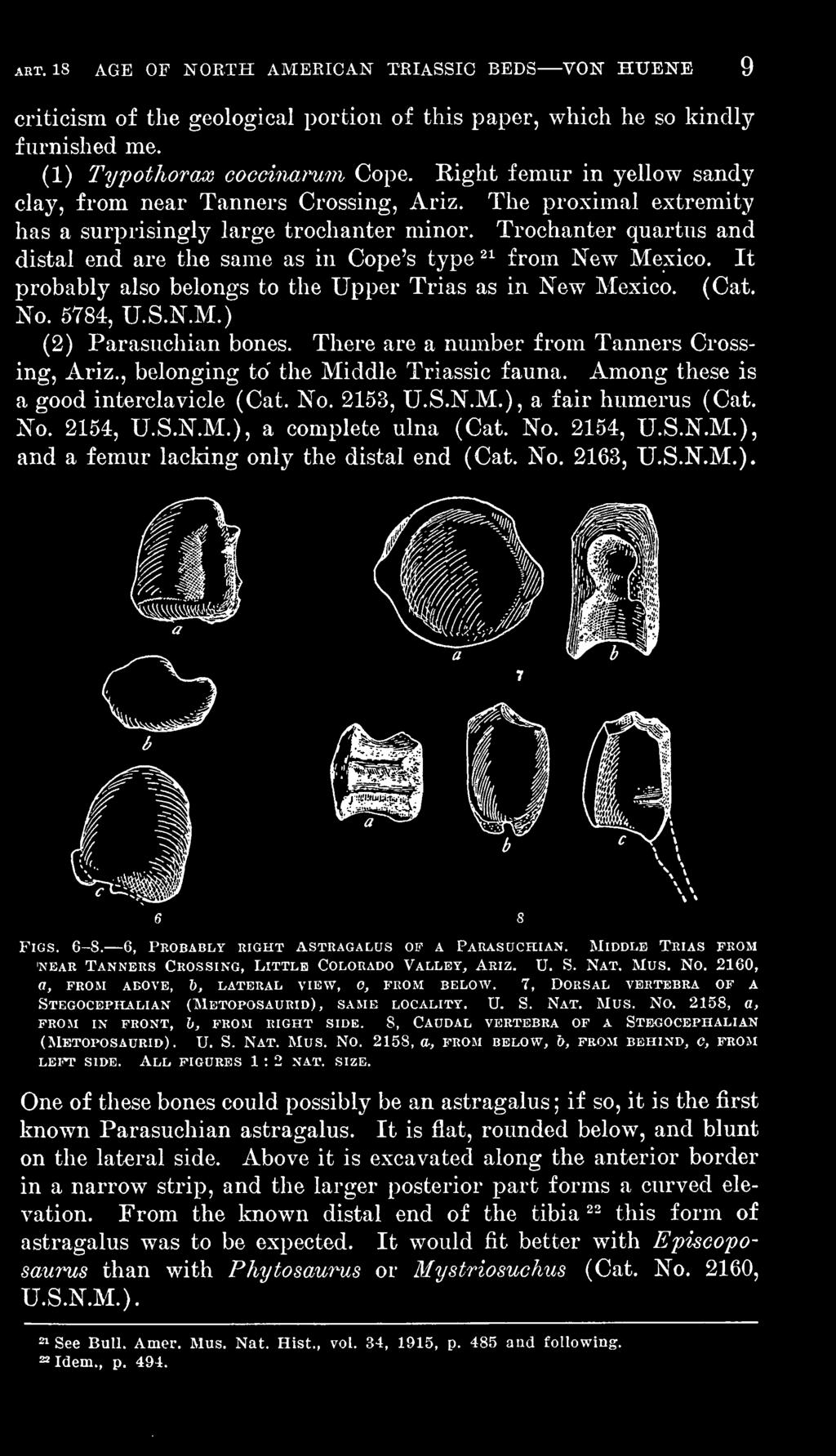 No. 2154, U.S.N.M.), and a femur lacking only the distal end (Cat. No. 2163, U.S.N.M.). Figs. 6-8. 6, Probably right astragalus of a Parasuchian.