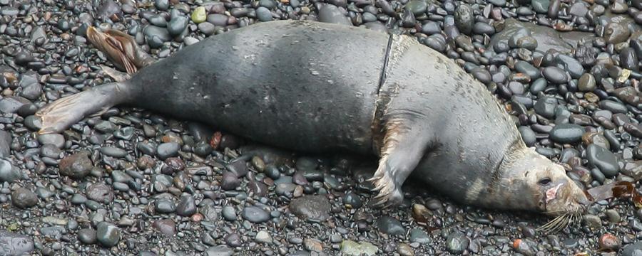 small amount of netting still embedded. Sixteen of these seals were returning individuals the other nine were previously unknown. The two worse cases are detailed below.