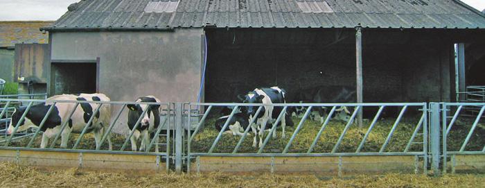 Improvements in periparturient health have made another underlying problem with abortions in the herd more obvious to the farmer, who is tackling the causes of these problems BVD infection and iodine