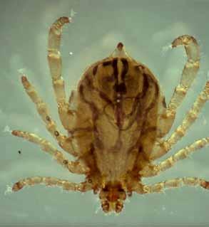 Sheep farmers How to minimise your losses from Karoo Paralysis Ticks (Ixodes rubicundus) Jacques van Rensburg Ticks are generally found in the warmer parts of South Africa with exceptions of the
