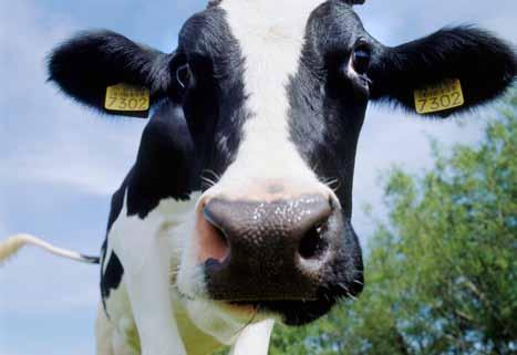 Why is the energy balance in lactating cows so important?