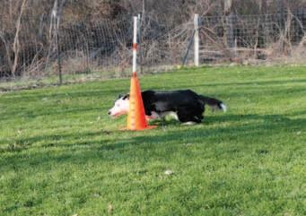 understanding of your cues. Cone Figure-8s Add a second cone about 8' from the first cone. Send your puppy to the first cone.