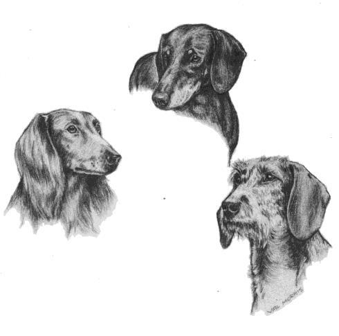 THE DACHSHUND CLUB OF NSW INC to promote Dachshunds in all forms of endeavour E News No 26 THE LOW DOWN August / September, 2017 On Dogs NSW s website, any member can view the four generation