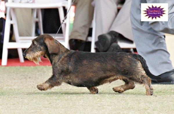 SUPREME CH WYREDACH DIAL W FOR WICKED Standard Wire Owner / breeder Brenda Gale Ziva attained her well deserved Supreme Champion title with her Best in Show win at the Dachshund Club of NSW