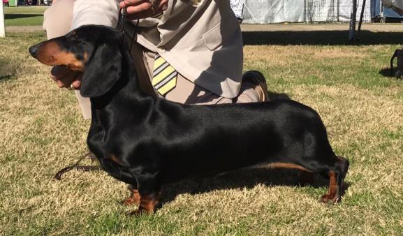 DCNSW Dachshund of the Year 2016 14/4/2017 Our Easter Weekend was a clean sweep for Jason and Fiona Walker on taking out the treble.